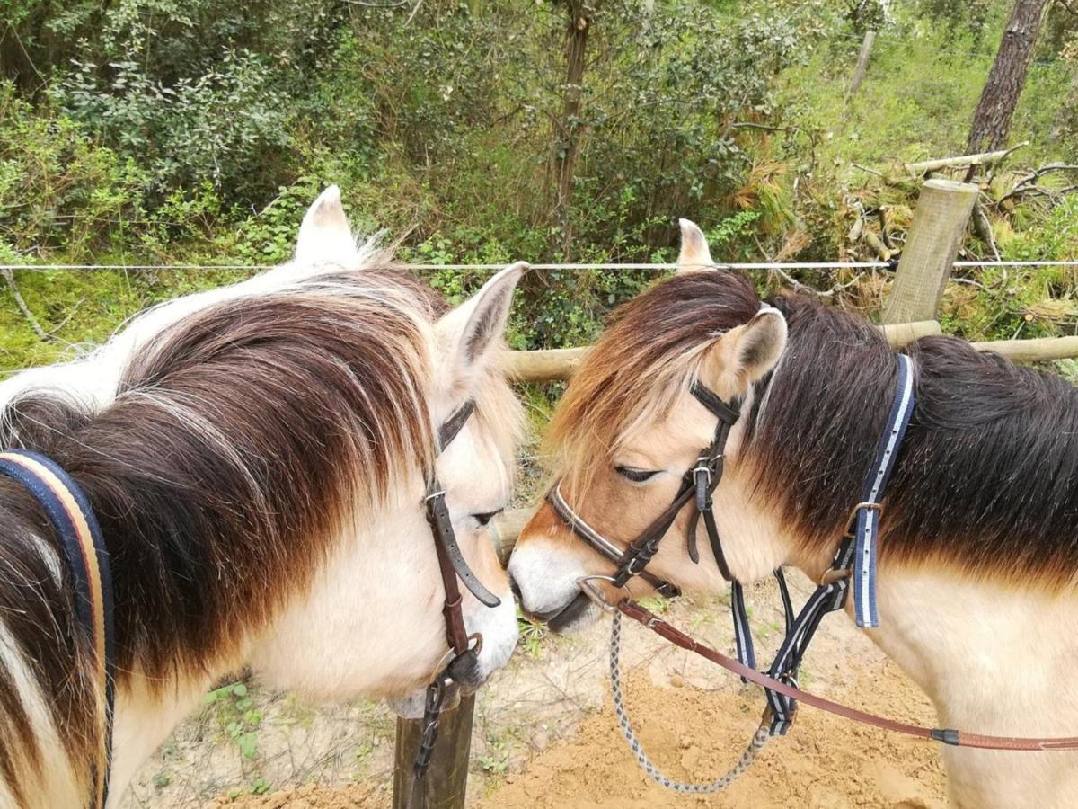 L Asina - Saint-Jean-De-Monts - Camping 4 Etoiles Βίλα Εξωτερικό φωτογραφία